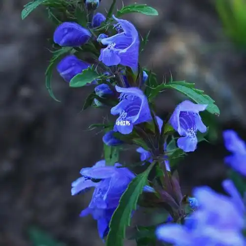 内蒙植物香青兰