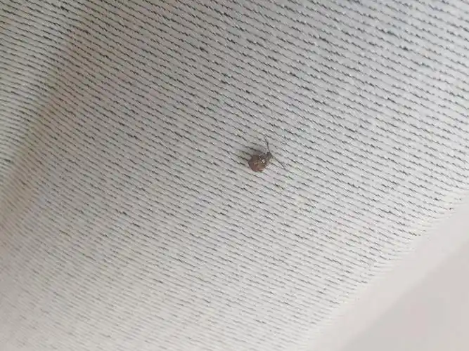 家里没有豆制品 哪来的豆象 而且只出现在卧室?