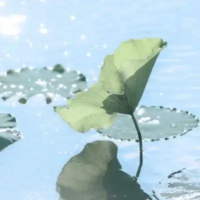 好运莲莲_风景静物头像_我要个性网