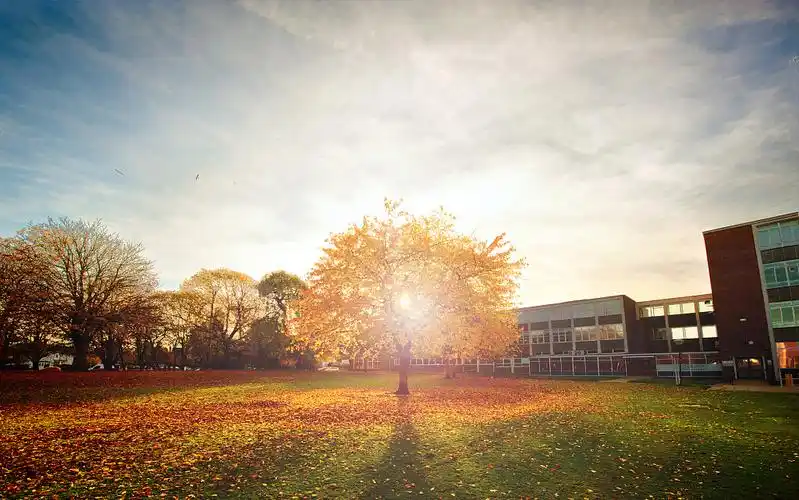 阳光下金色大树学校操场教育ppt背景图片