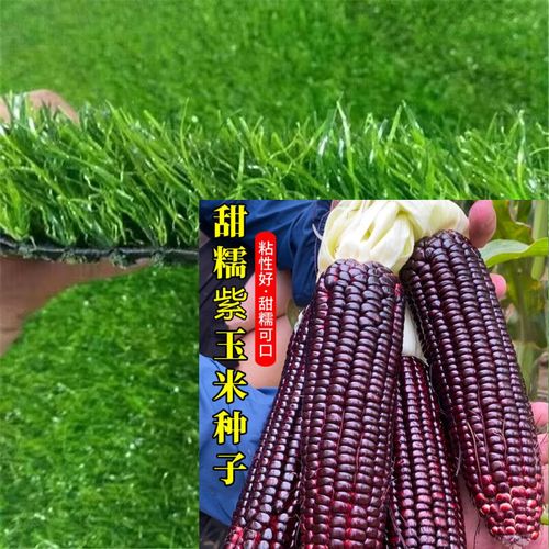 紫糯玉米种子 新种1包约50粒