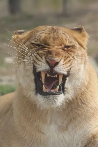 动物牙齿有何玄机?