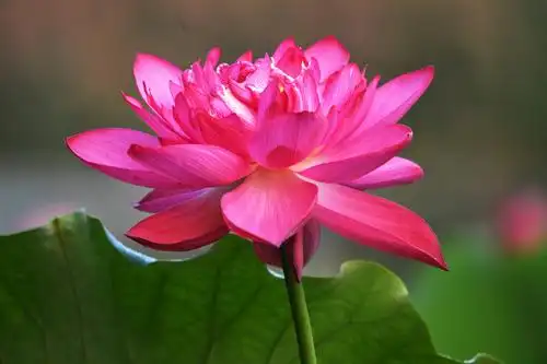 圆明园-国庆荷花依然红