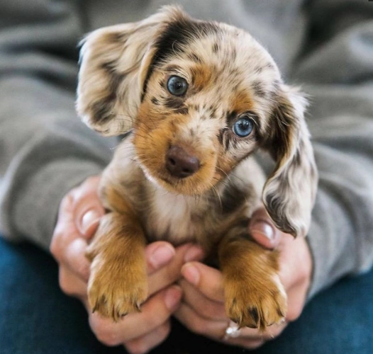 世界上最可爱的小狗,简直萌得犯规!