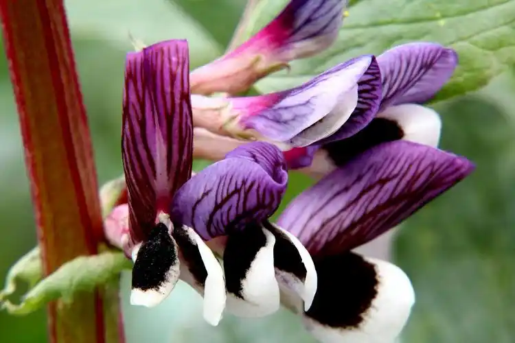 蚕豆花-麻辣摄影-麻辣社区
