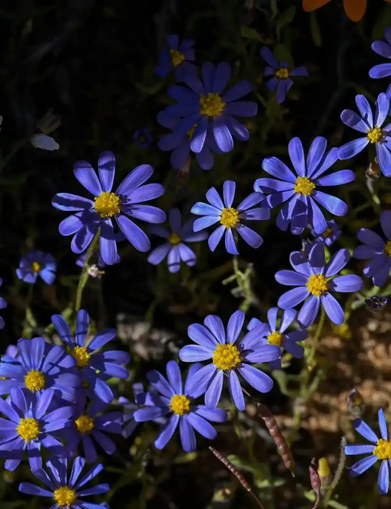 菊科伯杰蓝菊 felicia bergeriana 美丽的蓝精灵