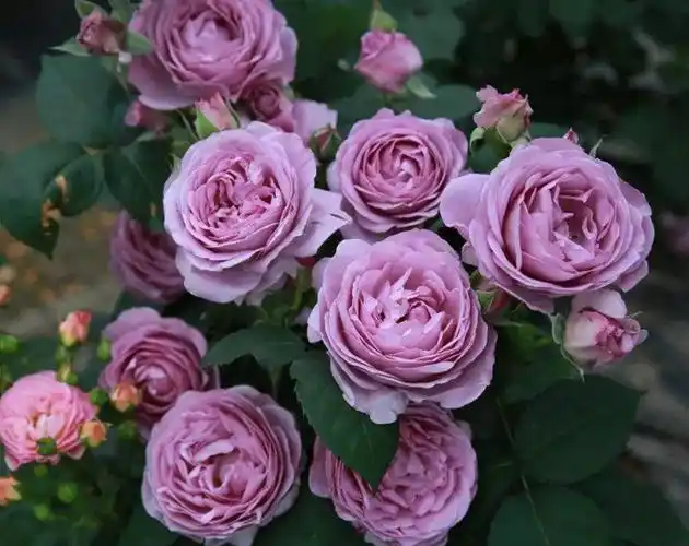 进口月季蓝色风暴带花发货 蓝紫色玫瑰大花型庭院阳台花卉包邮