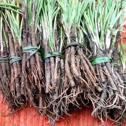 中药材野生仙茅500g 贵州草药新鲜独脚仙茅独茅地棕