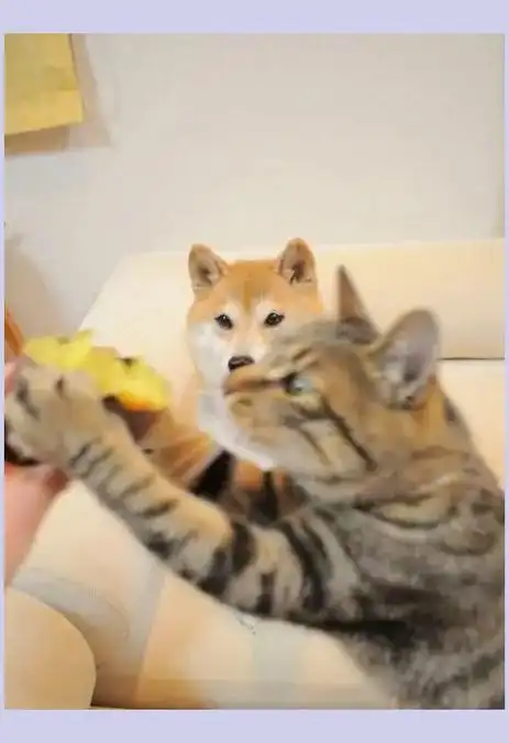 网红狗狗doge辞世!表情包风靡十载,一代人记忆里程碑