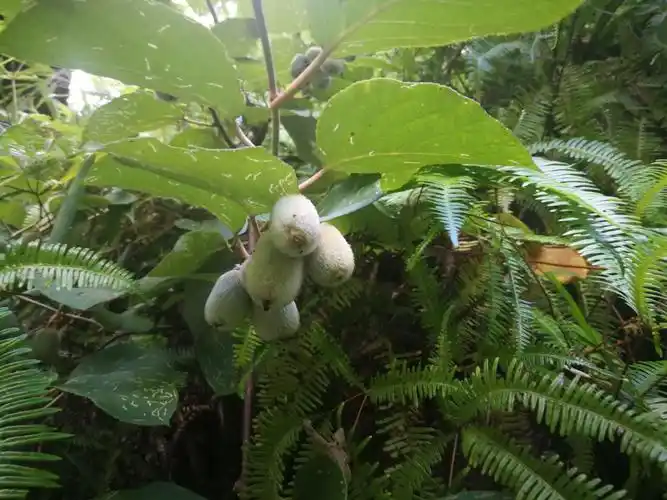 野生白弥猴桃,维生素c含量极高,真正的水果之王.