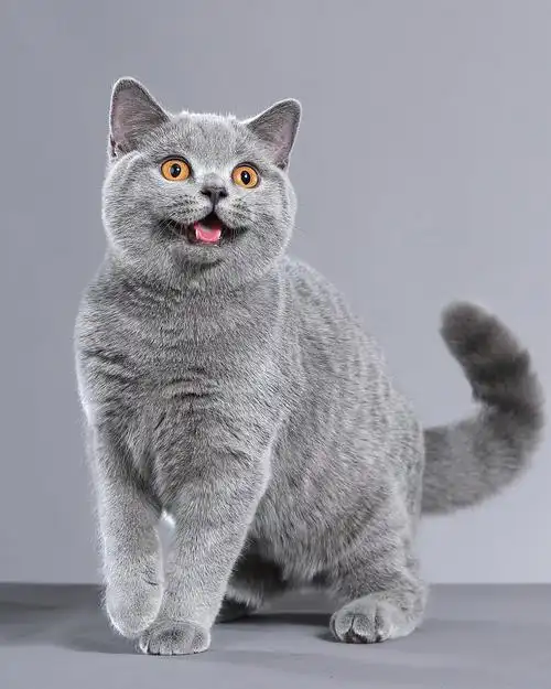 蓝猫英短猫