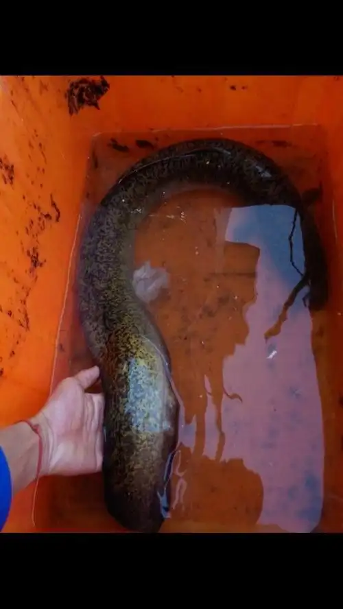 擅长:美食/烹饪  展开全部 花鳗鲡  anguilla marmorata  俗称:鲈鳗