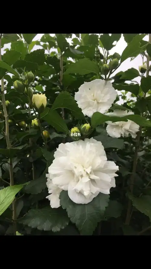 纯白色木槿花小苗白木槿大苗白色水锦花树