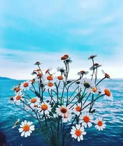 发朋友圈秒赞的生活正能量句子,干净暖心,太喜欢了