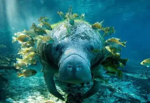 请欣赏海牛——真正美人鱼(世界稀有)