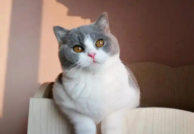 养英短猫,这5样东西不能省,要勤更换|零食|玩具|猫粮|梳毛_网易订阅