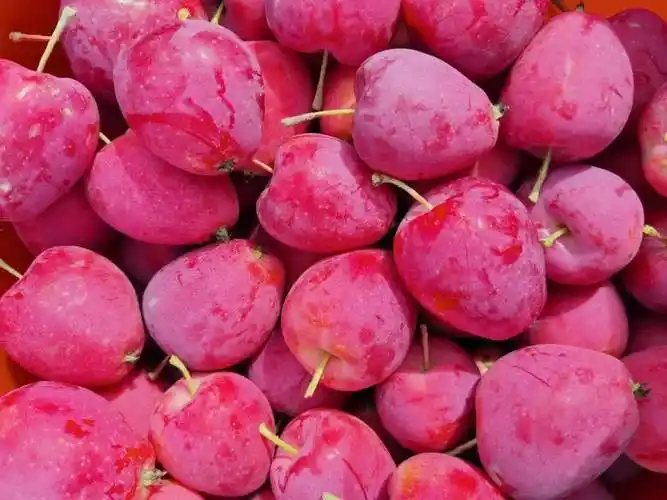 一口清脆多汁,巨巨巨甜_海棠果_口感_苹果