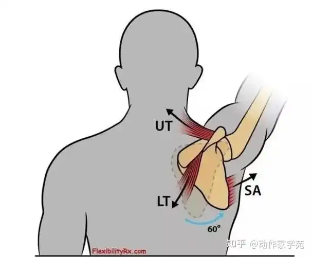 浅谈前锯肌 - 知乎