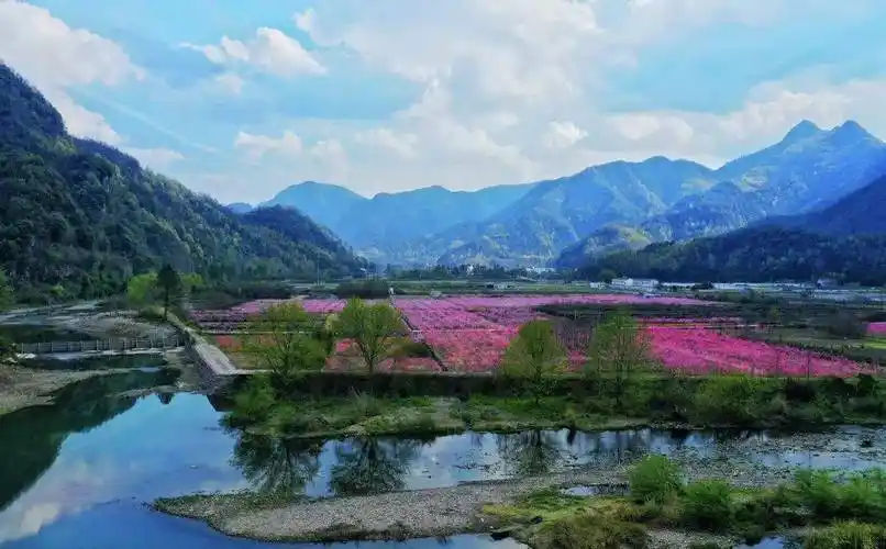 艳照美美美天台这大片桃花开了等你来赴一场春的约会