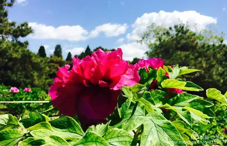 当牡丹邂逅蓝天!