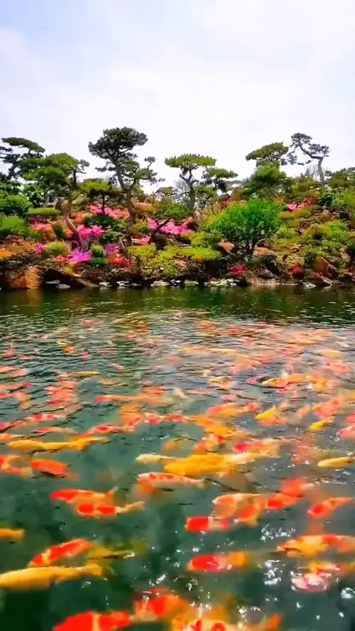 转赞金鲤,你只管努力就行,接下来的日子好运连连,大吉大利