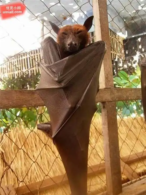 好恐怖:菲律宾巨型蝙蝠,大的实在是太吓人了