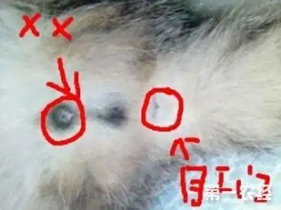 怎么区分公猫和母猫?