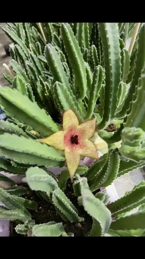 大花犀角开花了94