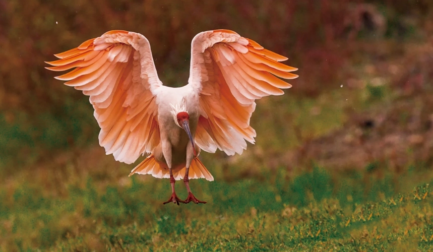 世界濒危动物世界濒危物种名录