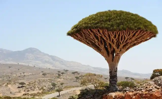 世界上最受欢迎的10棵树