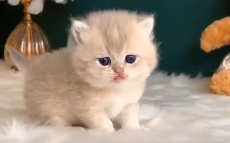 超萌英国短毛猫小奶猫的尾巴像一只行走的天线太可爱了