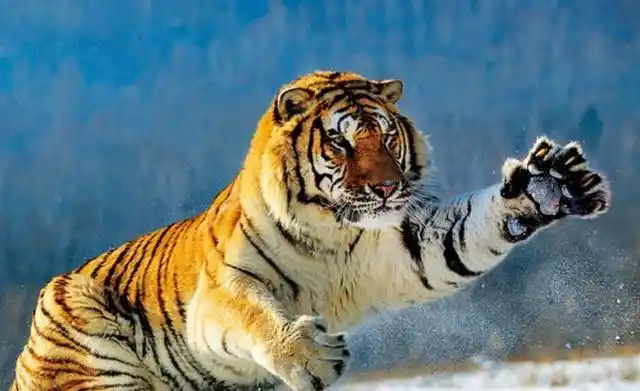 野生东北虎有多凶猛(野生成年的东北虎如果全力攻击)(6)