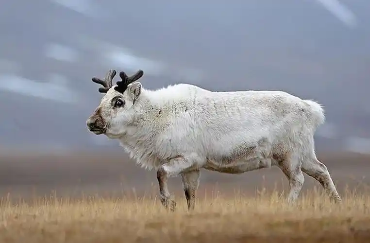 p>斯瓦尔巴德群岛驯鹿(学名:rangifer tarandus platyrhynchus)是