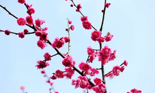 梅花(2)查看大图【梅花(2)】 第 1 幅0评论0收藏3赞不期而遇88|854