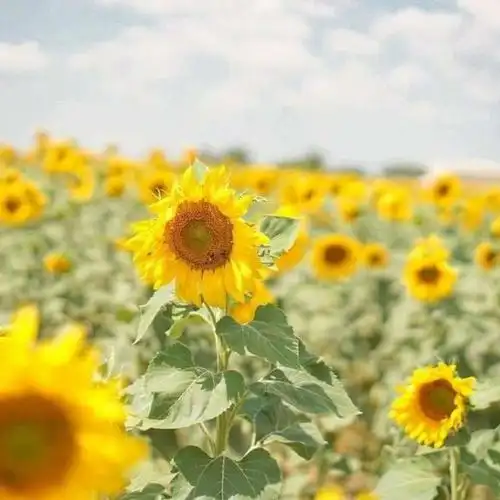 快手风景头像_480x480尺寸快手专用风景头像_第16页_qq头像_我要个性