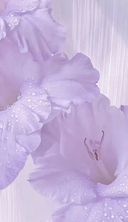 温柔紫色系很好看的手机壁纸大全 2022好看的淡紫色手机壁纸 - 迷失