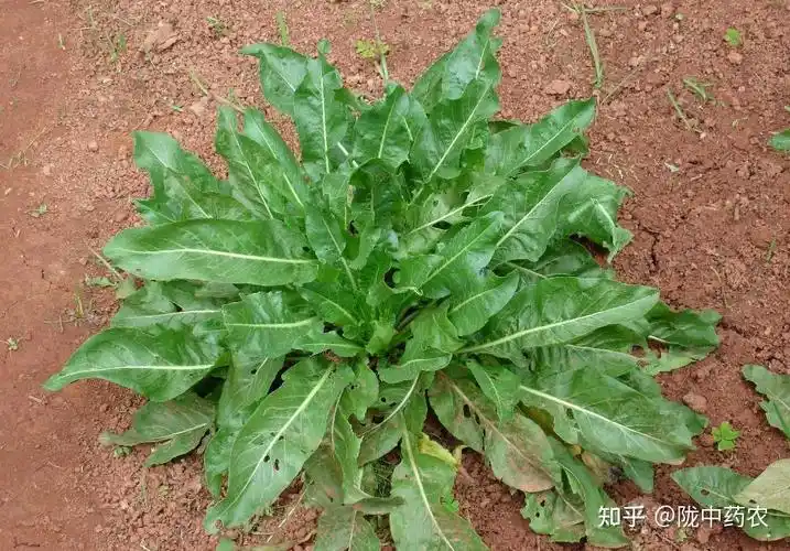 原植物系两年生草本,均为栽培,药材名"菘蓝"或"北板蓝根".