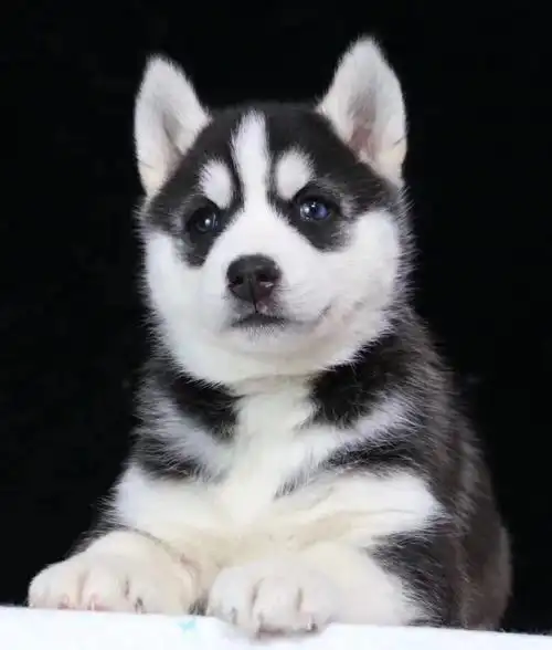 哈士奇幼犬 纯种 二哈