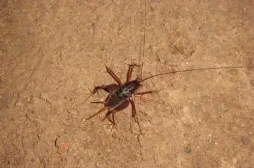 静谷幽兰1级 2017-09-08 回答 灶马蟋,又名灶蟋,灶蟀,灶鸡,灶鸭,灶马