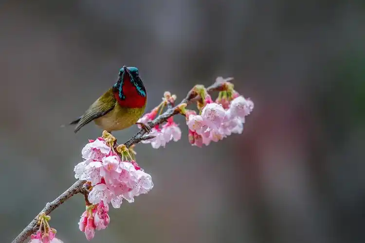 最美花鸟图——樱花与叉尾太阳鸟