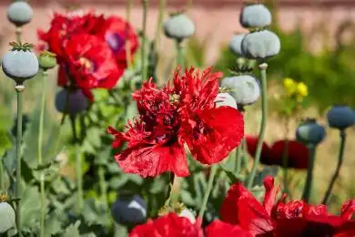 夏季盛开的红色鸦片罂粟花特写