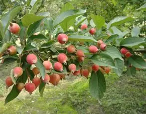 绚丽海棠果图片