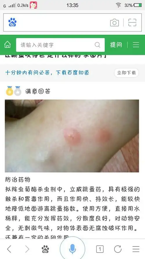跳骚咬了是什么样子的