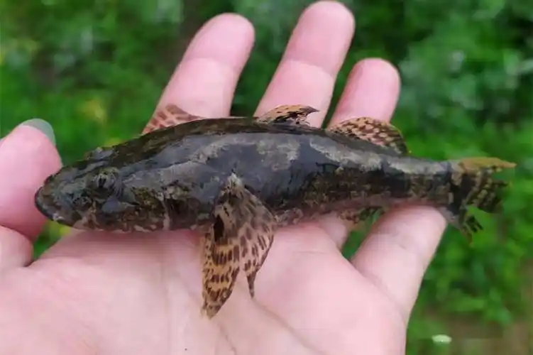 沙塘鳢的手竿钓法淡水鱼中极为名贵钓法却是很土