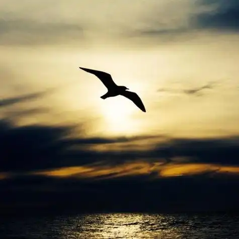 展翅飞翔的海鸥送给喜欢用海鸥做头像的人