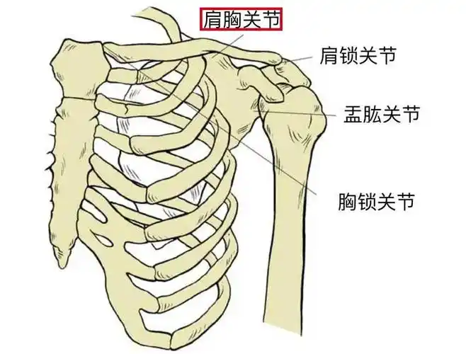 瑜伽培训课中鸟王式和反祈祷式有助于肩胸关节锻炼