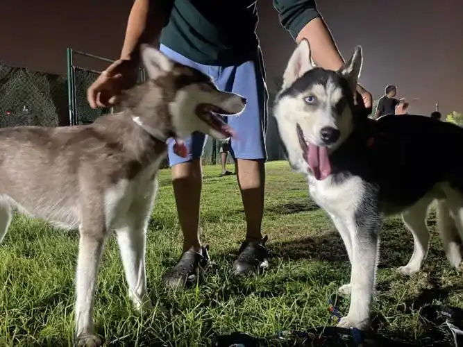 狗狗公园偶遇哈士奇男宝宝啦