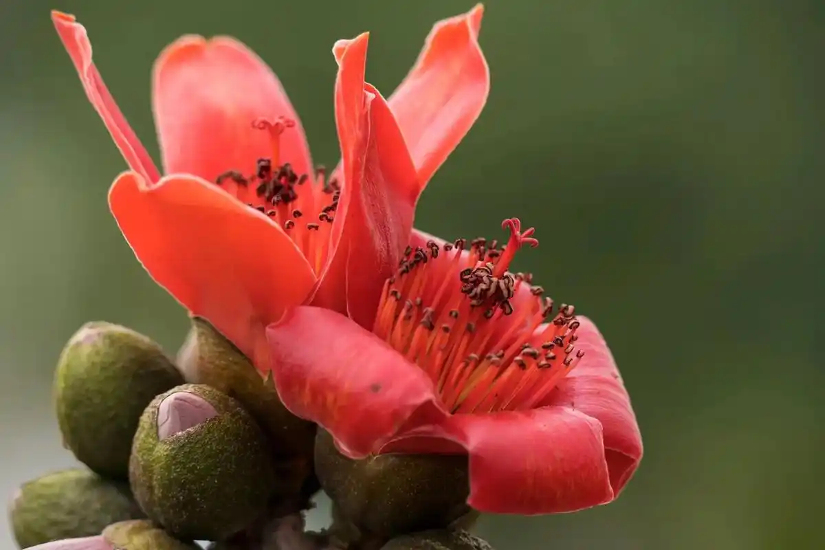 木棉花又叫英雄花,其枝干雄壮伟岸,顶天立地,开花时花 - 抖音