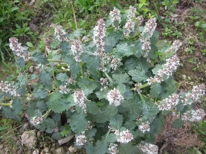 白毛夏枯草 筋骨草  金疮小草  白头翁  苦草 白毛苦草 天芥菜  毛团