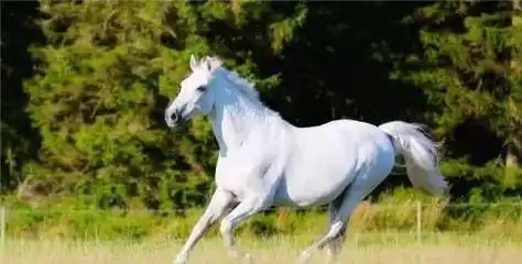 86版西游记拍完后,饰演"白龙马"的那匹白马,最后结局让人唏嘘_杨洁_人